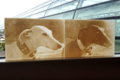 lithofaan-honden-tegen-t-licht